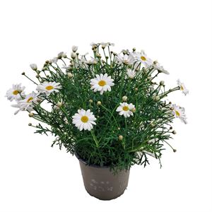 Afbeelding van Argyranthemum P19 struikmagriet Wit